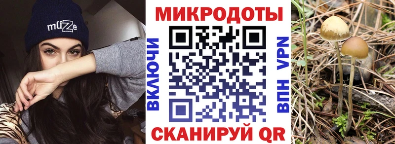 мега как зайти  Грайворон  Псилоцибиновые грибы Psilocybine cubensis 